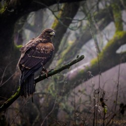 Birds of Prey Crawley, West Sussex