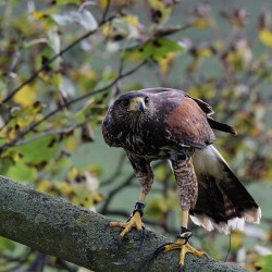 Birds of Prey Bodiam, East Sussex