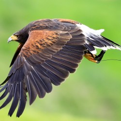 Birds of Prey Annacurragh